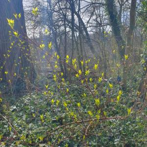 Annelies 04 Nog meer lente